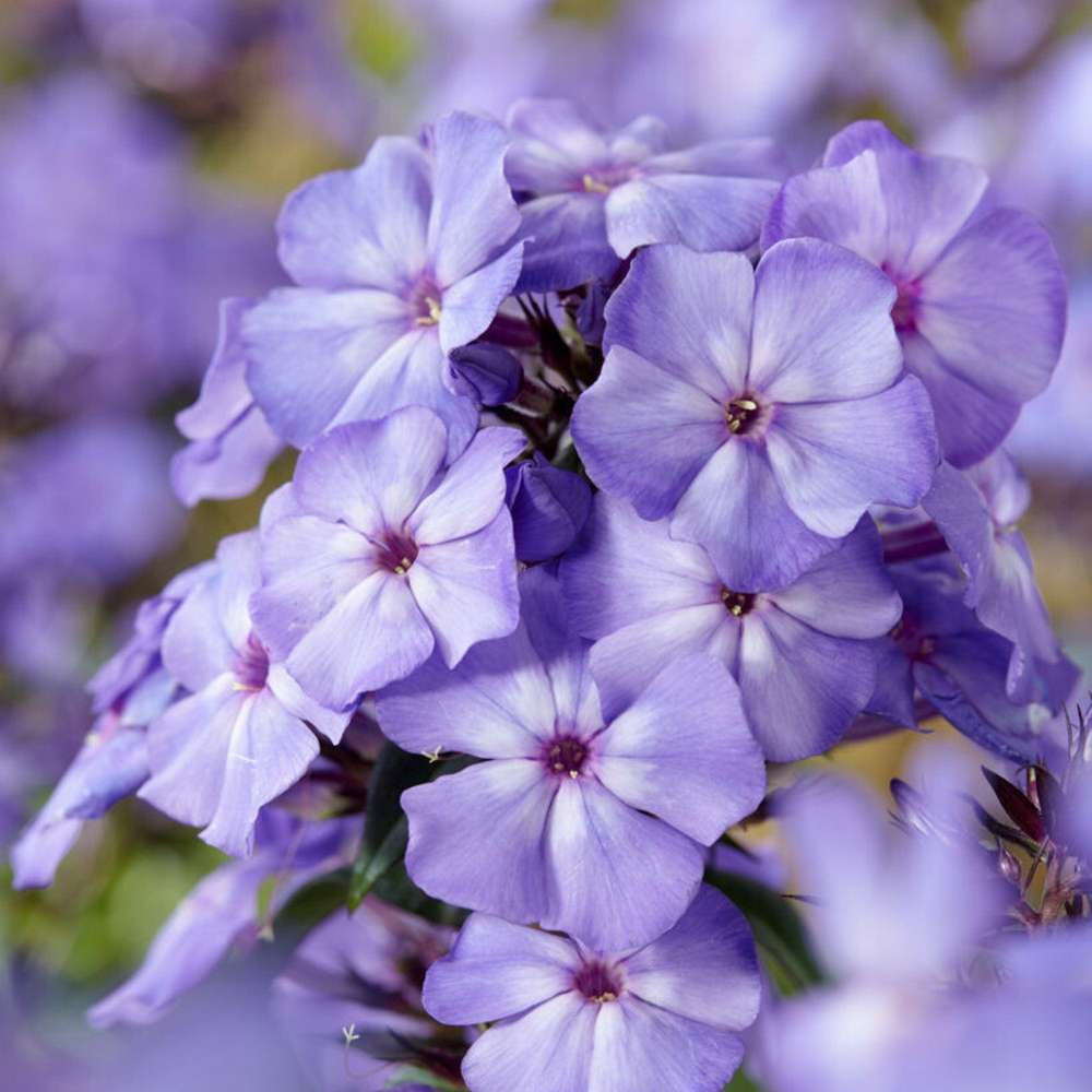 Höstflox 'Blue Paradise'